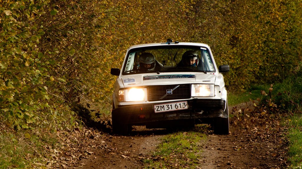 Heino Mejer og Bo Mølgaard havde ikke tid til at nyde de gyldne efterårsfarver i Rally Sønderjylland
(Foto: rallypics.dk – Viggo Johansen)